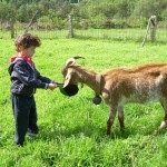 Educación Infantil visita la granja